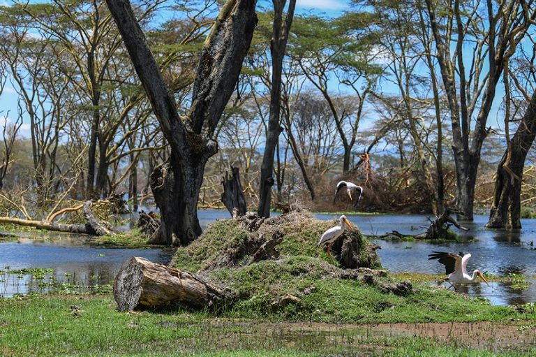 ريتشارد ليتشان لوكوتيرير يراقب مزرعته بعد أن غمرتها مياه بحيرة بارينجو في كينيا