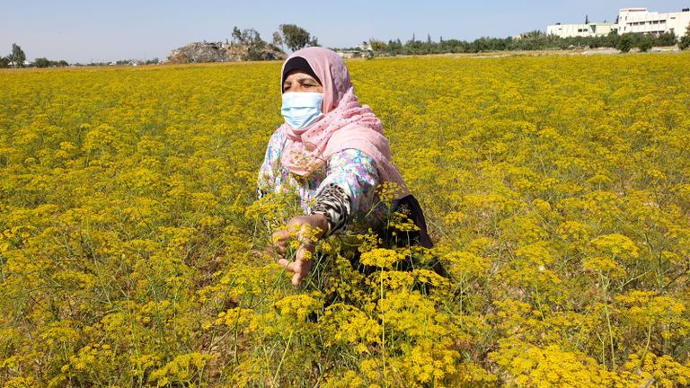 المزارعة الفلسطينية ابتهاج النجار فلاحتان فلسطينيتان