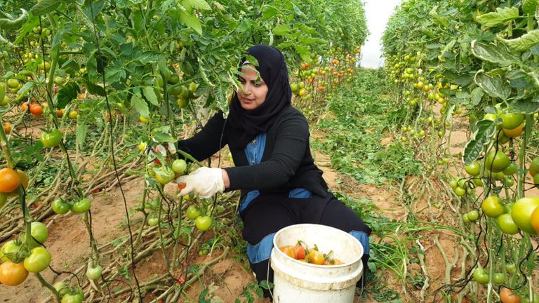 مزارعة فلسطينية تقوم بقطف الطمامم في مزرعة جنوب قطاع غزة فلاحتان فلسطينيتان