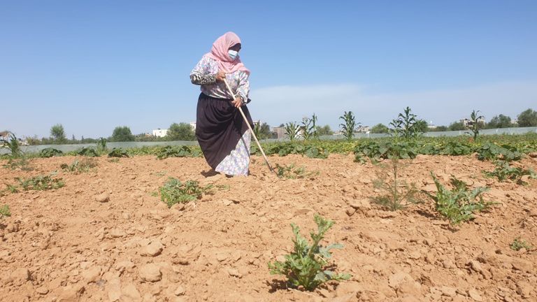 المزارعة الفلسطينية ابتهاج النجار تقوم بتنظيف الأرض خلال موسم الزراعة فلاحتان فلسطينيتان