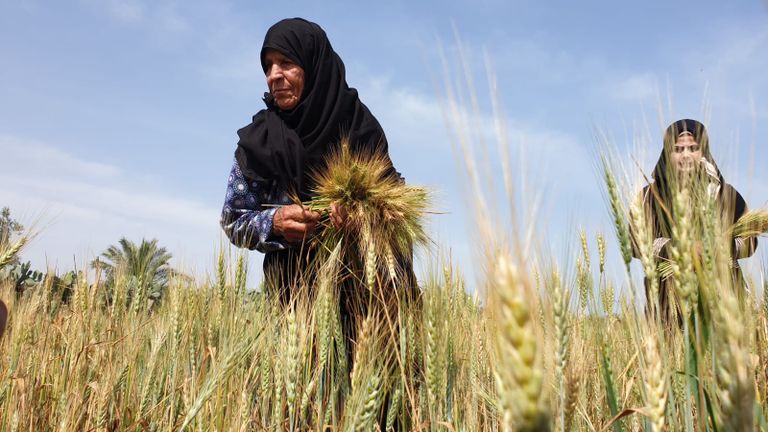 نساء فلسطينيات تعملان في الزراعة، في موسم الغلة فلاحتان فلسطينيتان