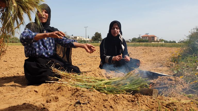 نساء فلسطينيات تعملان في الزراعة فلاحتان فلسطينيتان