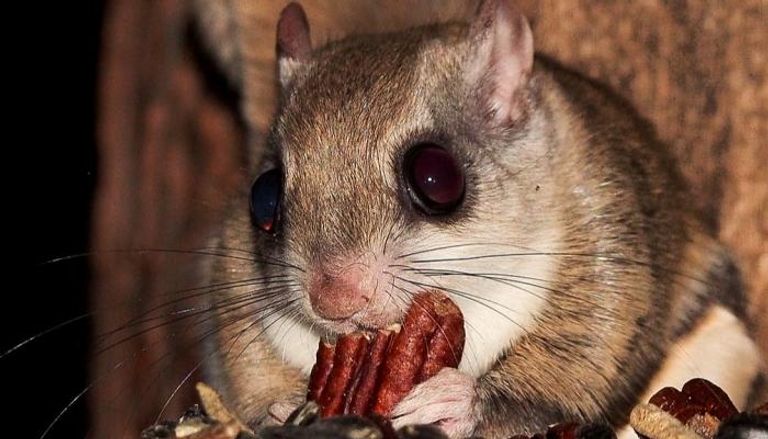 السنجاب الطائر