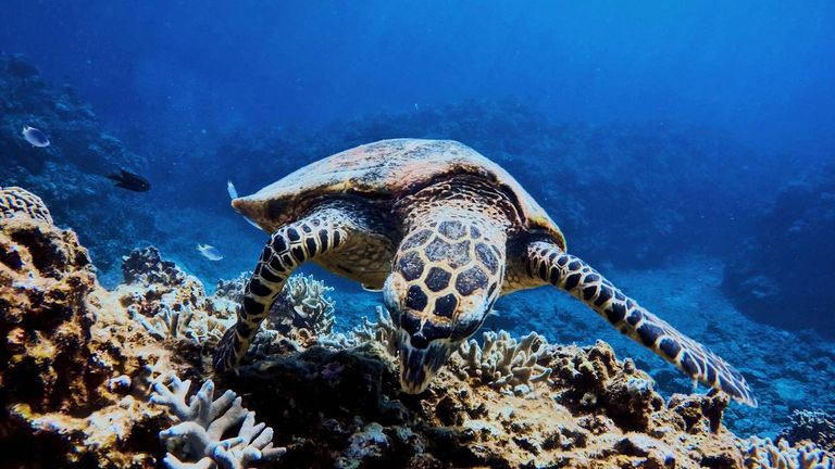 أكبر حيد مرجاني في العالم