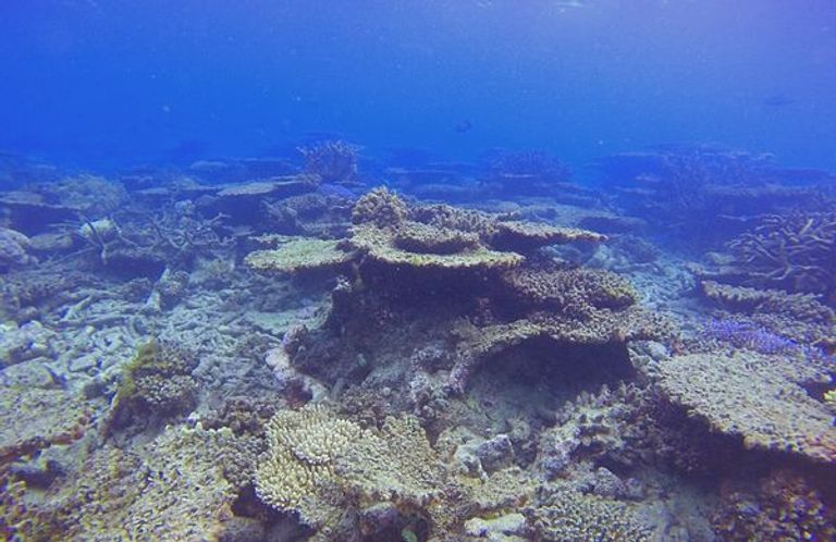 أكبر حيد مرجاني في العالم