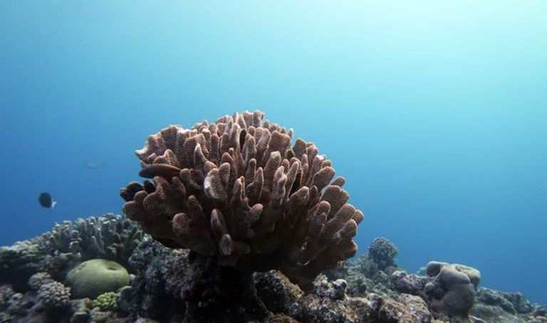 أكبر حيد مرجاني في العالم