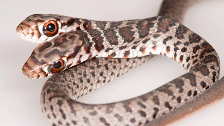 العثور على ثعبان نادر في فلوريدا- أرشيفية