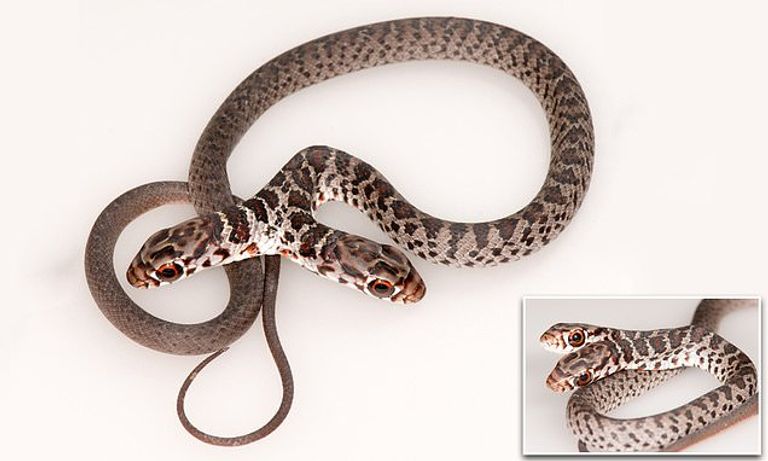 العثور على ثعبان نادر في فلوريدا- أرشيفية