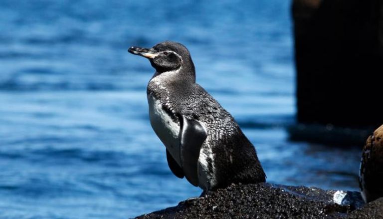 زيادة قياسية بأعداد طيور البطريق والغاق في الإكوادور