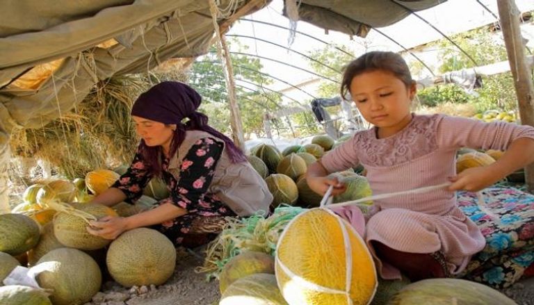 حصاد الشمام في أوزبكستان