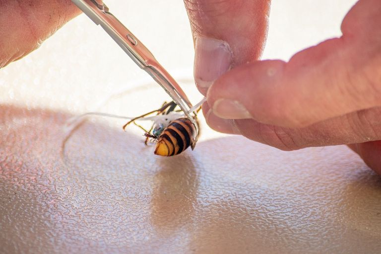 جانب من عملية إخلاء شجرة في واشنطن من "الدبابير القاتلة"