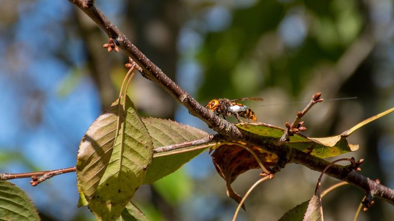 جانب من عملية إخلاء شجرة في واشنطن من "الدبابير القاتلة"