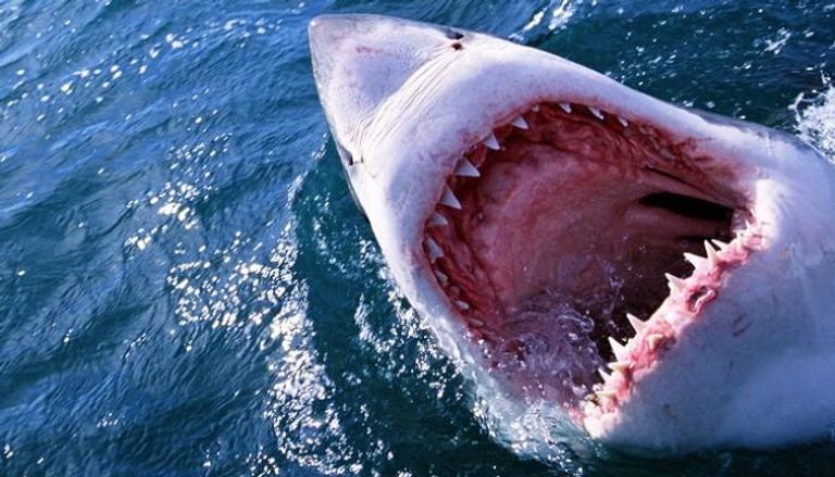 سمكة قرش تهاجم رجلا قبالة ساحل أستراليا- أرشيفية