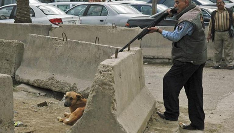 الكلاب الضالة تشكل خطرا في العراق