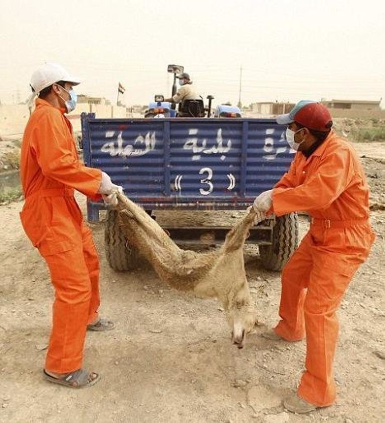 الكلاب الضالة تشكل خطرا في العراق