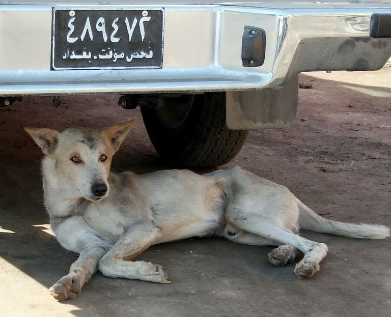 الكلاب الضالة تشكل خطرا في العراق