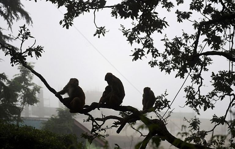 لم تفلح أي من محاولات السكان في إبعاد القرود عن المنطقة