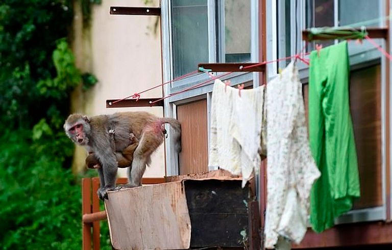 لم تفلح أي من محاولات السكان في إبعاد القرود عن المنطقة