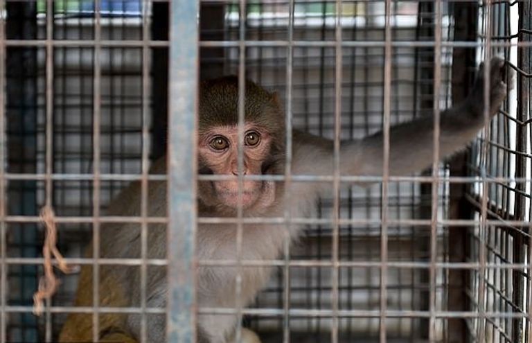 لم تفلح أي من محاولات السكان في إبعاد القرود عن المنطقة