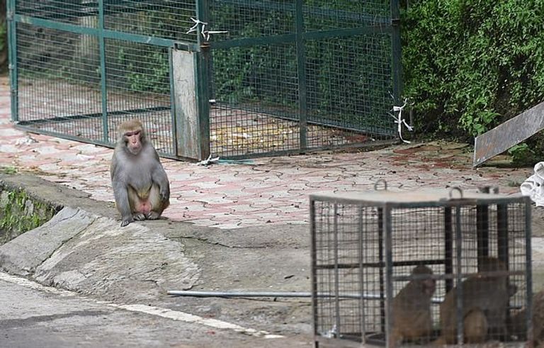 لم تفلح أي من محاولات السكان في إبعاد القرود عن المنطقة