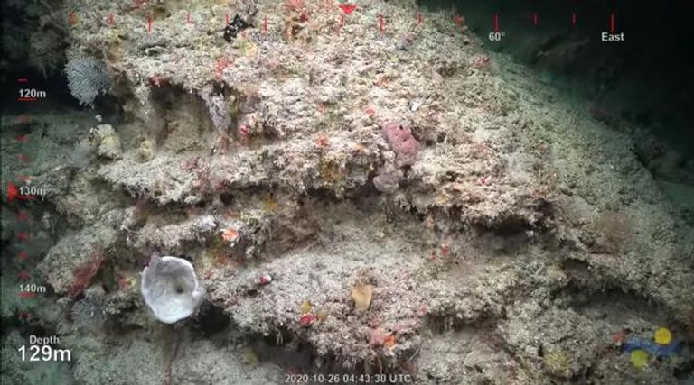 شعاب مرجانية 