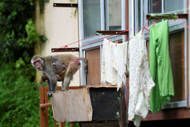 آلاف القردة تروّع مدينة سياحية هندية