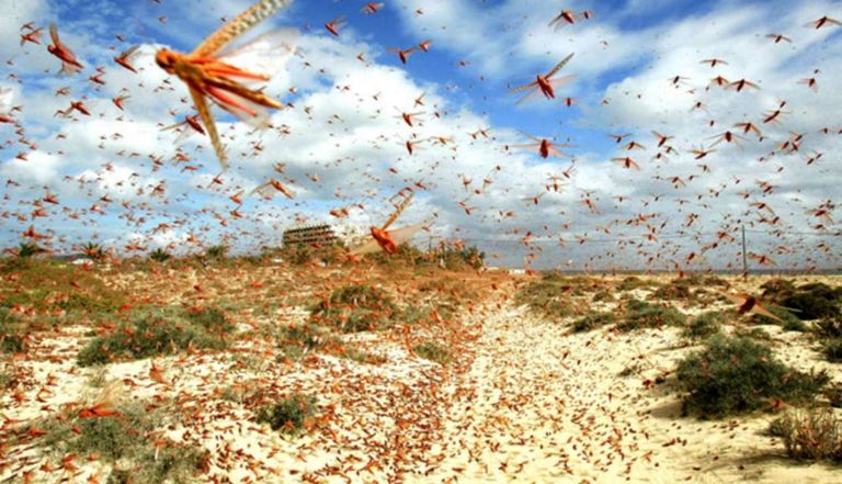 المزارعون يخشون موجة جديدة من تكاثر حوريات الجراد