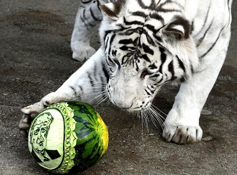 الدب الروسي يختار بايدن