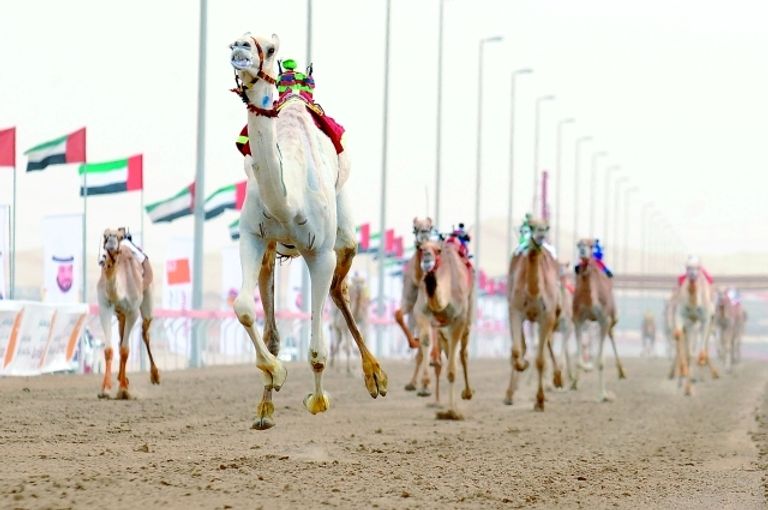 600 جائزة تحتفي بالتراث في مهرجان الظفرة الإماراتي