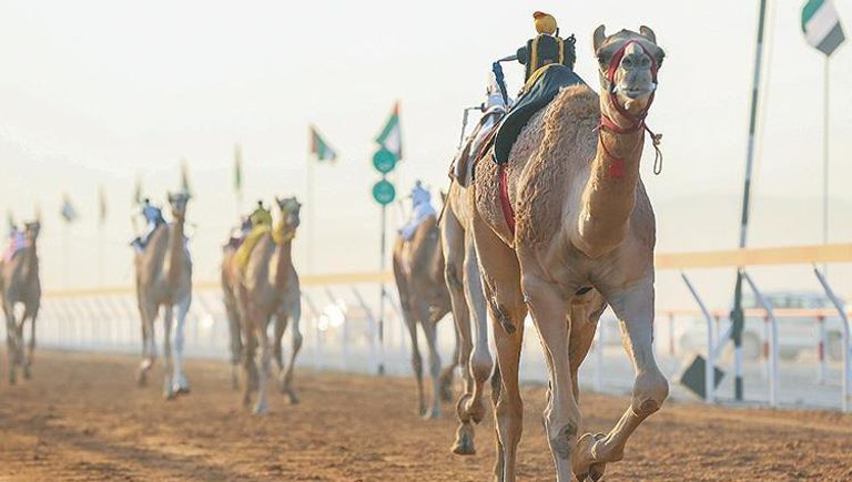600 جائزة تحتفي بالتراث في مهرجان الظفرة الإماراتي