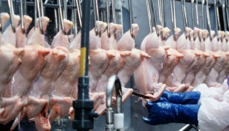 الدجاج الأميركي المكلور ترقب بريطاني للانتخابات الأمريكية