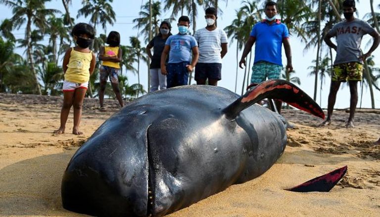 جنوح جماعي لحيتان على شواطئ سريلانكا