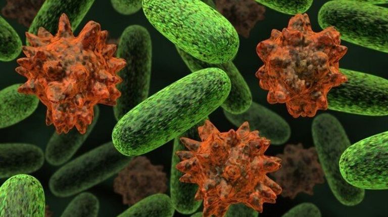 شكل الإشريكية القولونية