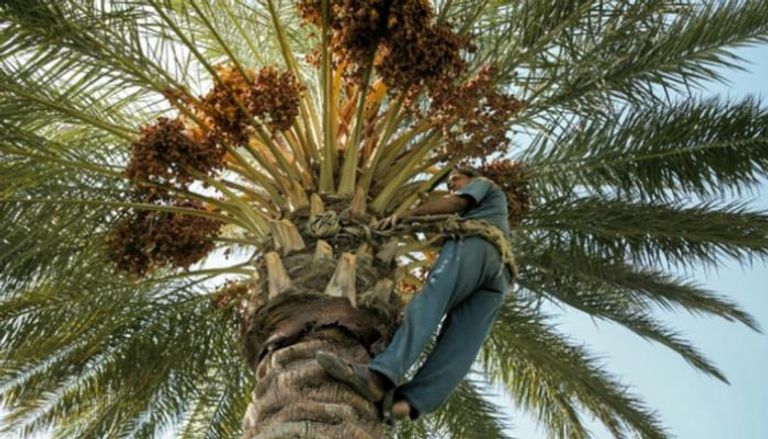 "صاعود النخلة" العراقي عباس عبود متسلقا شجرة نخيل في قريته جليحة