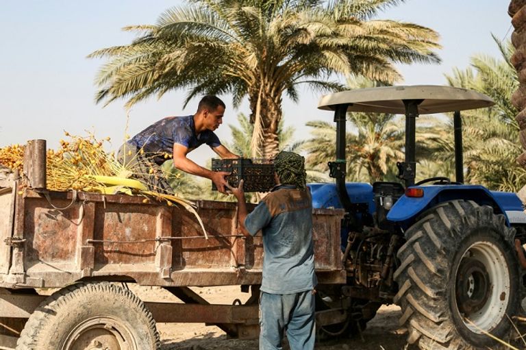 "صاعود النخلة" العراقي عباس عبود متسلقا شجرة نخيل في قريته جليحة