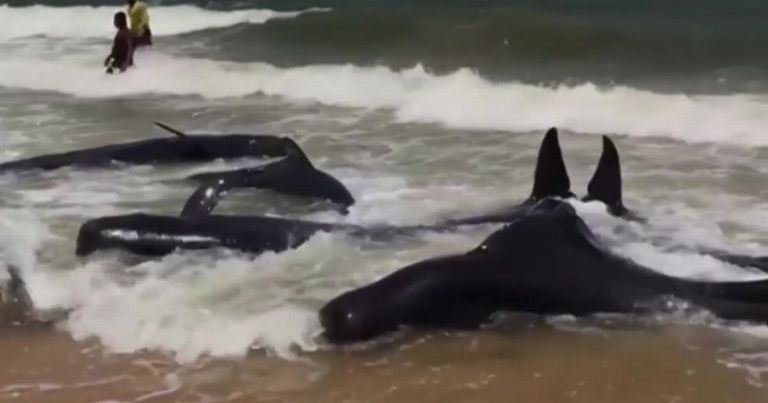 أكبر جنوح للحيتان في سيريلانكا