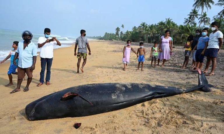 أكبر جنوح للحيتان في سيريلانكا