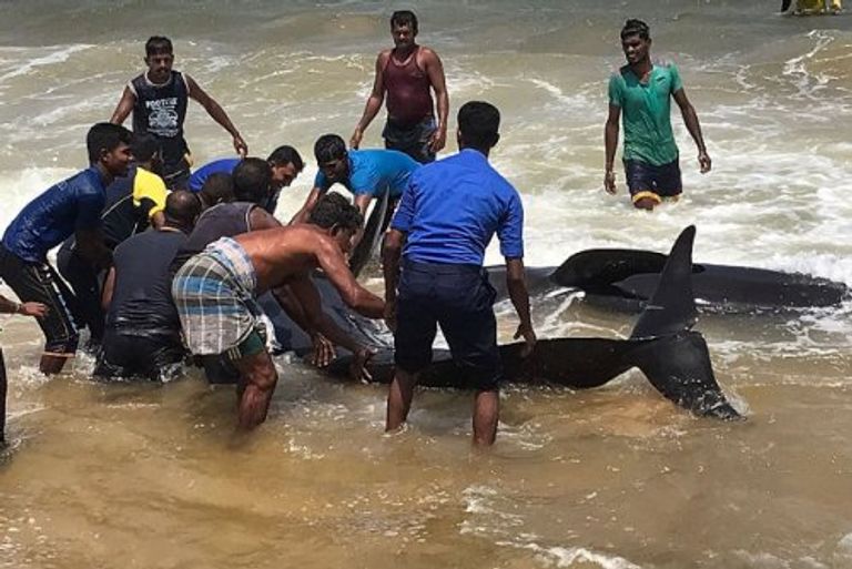 أكبر جنوح للحيتان في سيريلانكا