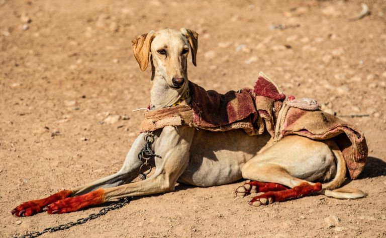 تربية السلوقي مهنة رائجة في سوريا