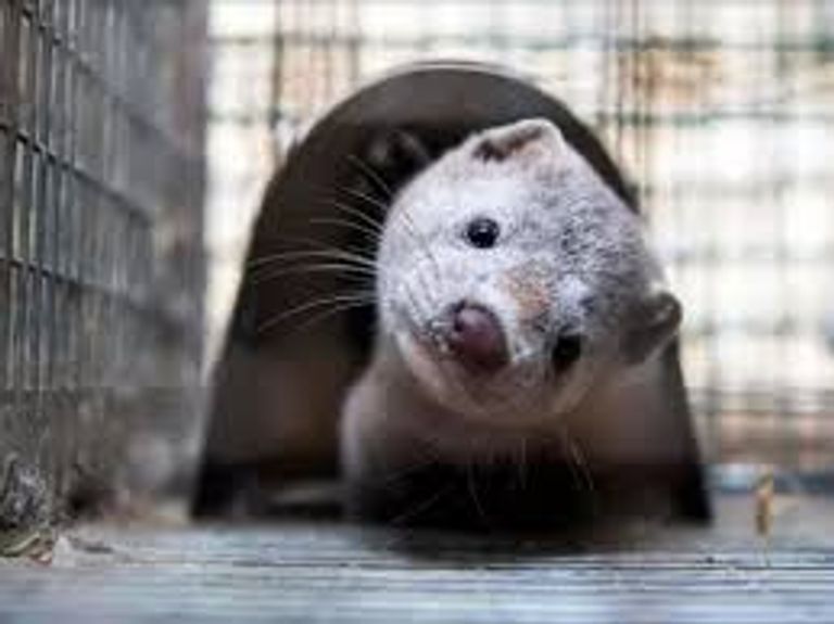 لقاح تجريبي لفيروس كورونا