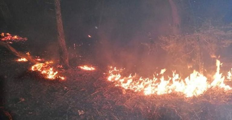 حرائق ضخمة اجتاحت غابات الجزائر استمرار جهود الدفاع المدني لإطفاء حرائق الغابات الضخمة بالجزائر