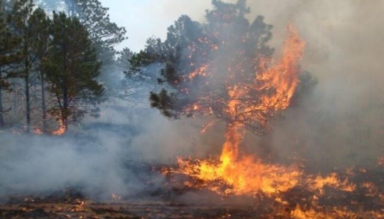 النيران تلتهم الأشجار في غابات الجزائر