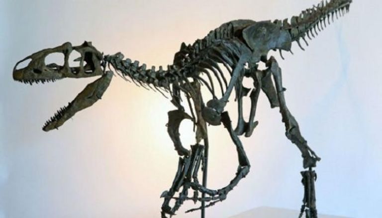 علماء يكتشفون بقايا ديناصور بالمغرب- أرشيفية