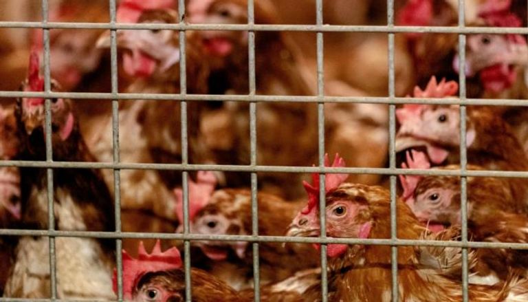 إنفلونزا الطيور تنقلها الطيور المهاجرة بين البلدان