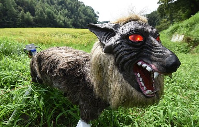 الذئب الآلي "مونستر وولف" الروبوت الذئب