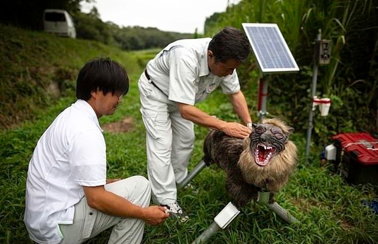 الذئب الآلي "مونستر وولف" الروبوت الذئب