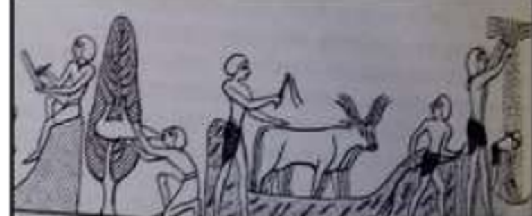 عامل يشرب من قربة ماء معلقة علي شجرة