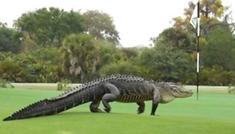 تمساح يتجول بملعب الجولف في فلوريدا