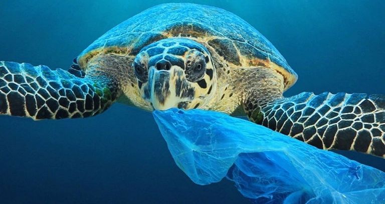 البلاستيك يخنق الحياة البحرية 