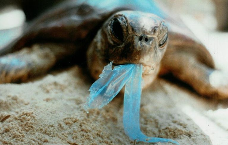 البلاستيك يخنق الحياة البحرية 